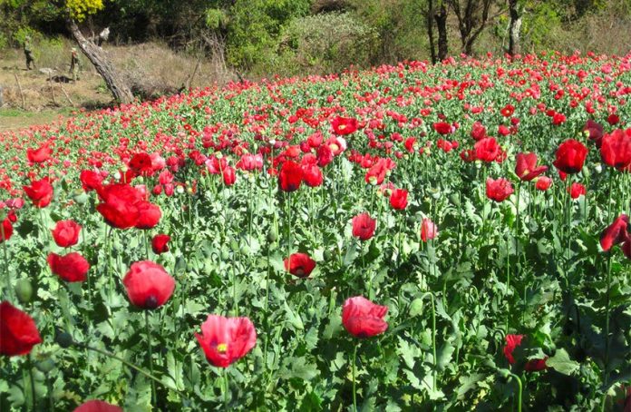 Mexico's poppy production remained high last year.