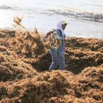 A man removes seaweed from a Quintana Roo beach.