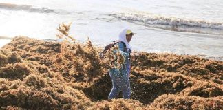 A man removes seaweed from a Quintana Roo beach.