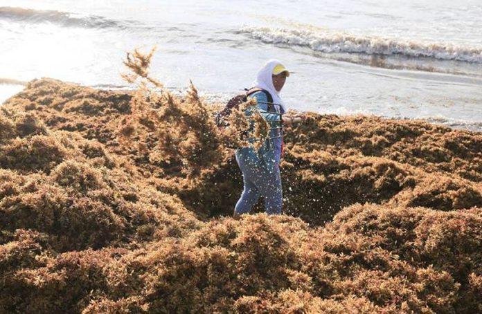 A man removes seaweed from a Quintana Roo beach.