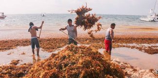 The governor says a tonne of sargassum is being removed every day from the state's beaches.