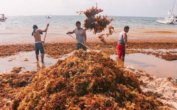 The governor says a tonne of sargassum is being removed every day from the state's beaches.