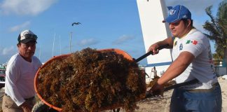 A wheelbarrow full of sargassum is removed from a Quintana Roo beach.