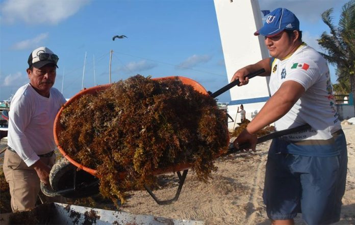 A wheelbarrow full of sargassum is removed from a Quintana Roo beach.