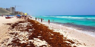 Decomposition of sargassum is the bigger problem, marine scientist says.