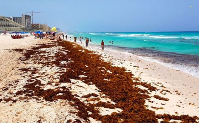 Decomposition of sargassum is the bigger problem, marine scientist says.