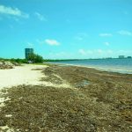 Sargassum keeps on coming.