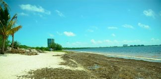 Sargassum keeps on coming.