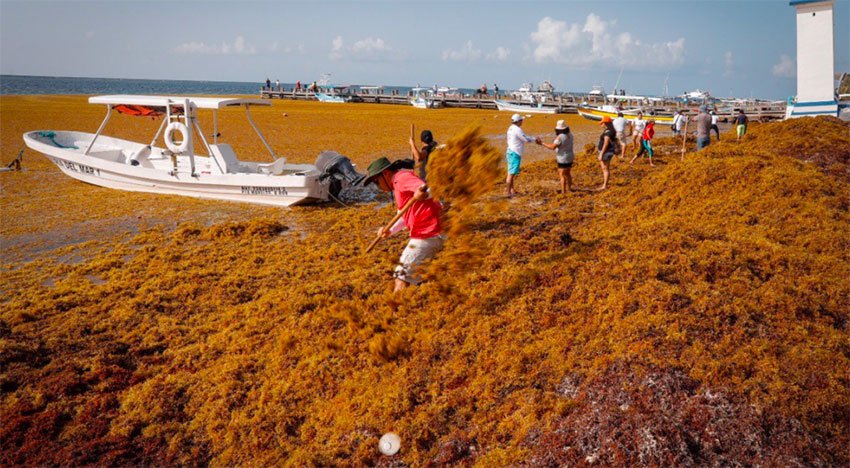 Its decomposition is a serious environmental concern, says marine scientist.