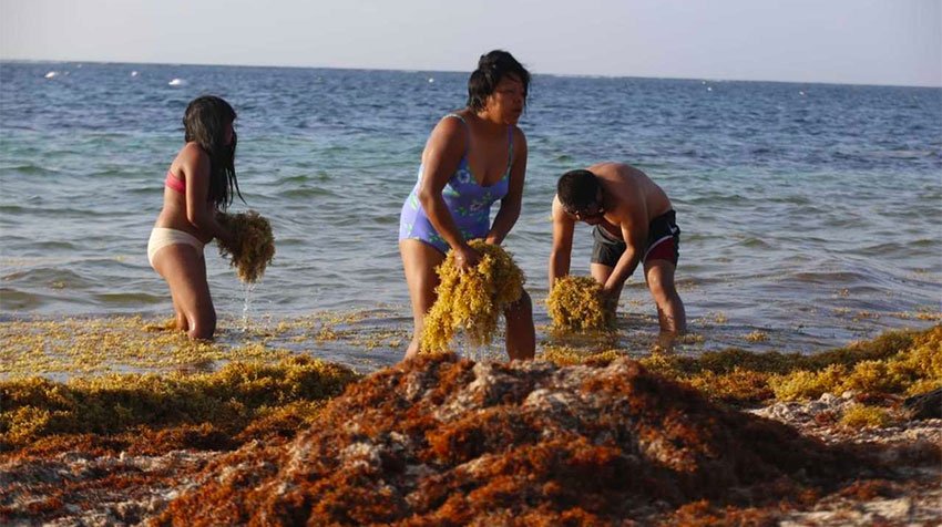 Beach clean-up at Puerto Morelos.