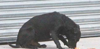 Monterrey has a large population of street dogs, according to estimates.