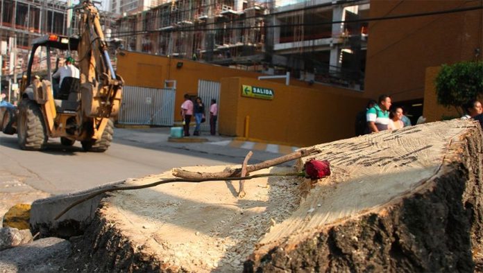 One of 80 stumps in Mexico City's Xoco neighborhood.