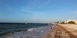 Sargassum on a beach at Telchac Puerto, Yucatán.