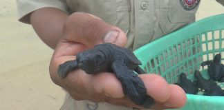 A baby sea turtle ready to go to sea.