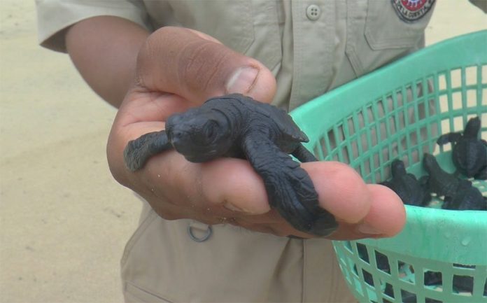 A baby sea turtle ready to go to sea.