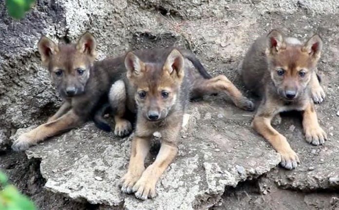 The wolf pups born at Coahuila's Desert Museum.