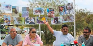 Photos of dead animals on display during press conference on conditions at Tijuana zoo.