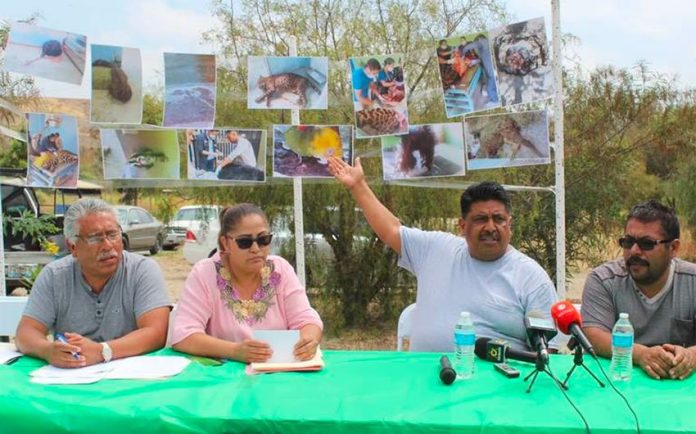 Photos of dead animals on display during press conference on conditions at Tijuana zoo.