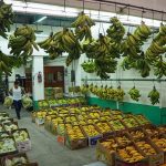 Turns out the banana varieties go quite deep at the Central de Abasto.