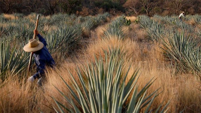 Agave is getting more costly.