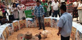 The cockfight debate has moved to Oaxaca.