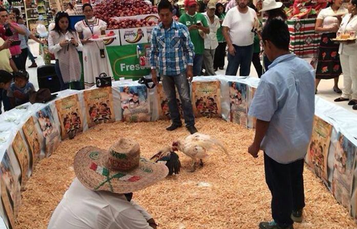 The cockfight debate has moved to Oaxaca.