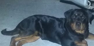 The dog that bit a young girl in Aguascalientes.