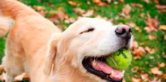 dog with tennis ball