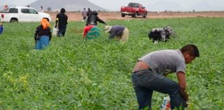 Farmworkers in Sinaloa,