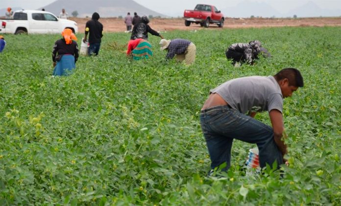 Farmworkers in Sinaloa,
