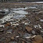 Dead fish at Laguna Superior, Juchitán.
