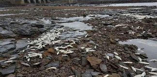Dead fish at Laguna Superior, Juchitán.