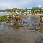 No sargassum, only water lilies.