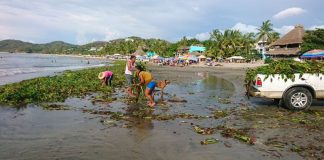 No sargassum, only water lilies.