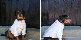 Mazapán in his new guayabera.