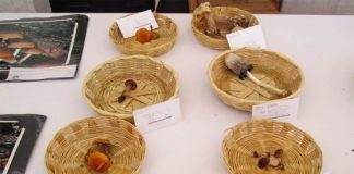 Of the 13,000 species of mushrooms in Chiapas, only 300 are edible.