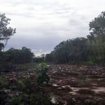 Burned forest land in Puerto Morelos.