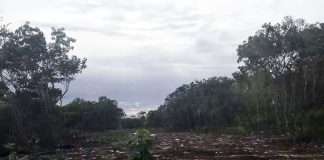 Burned forest land in Puerto Morelos.