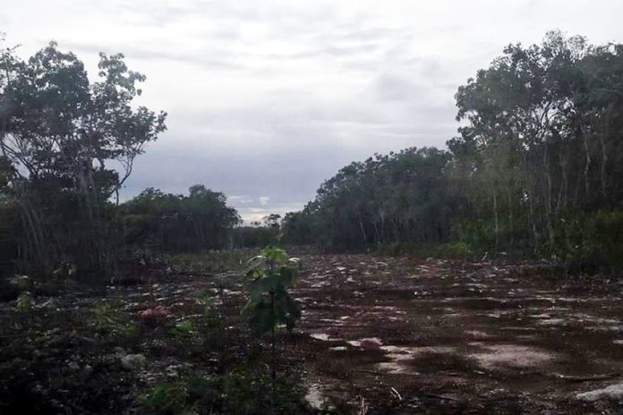 Burned forest land in Puerto Morelos.