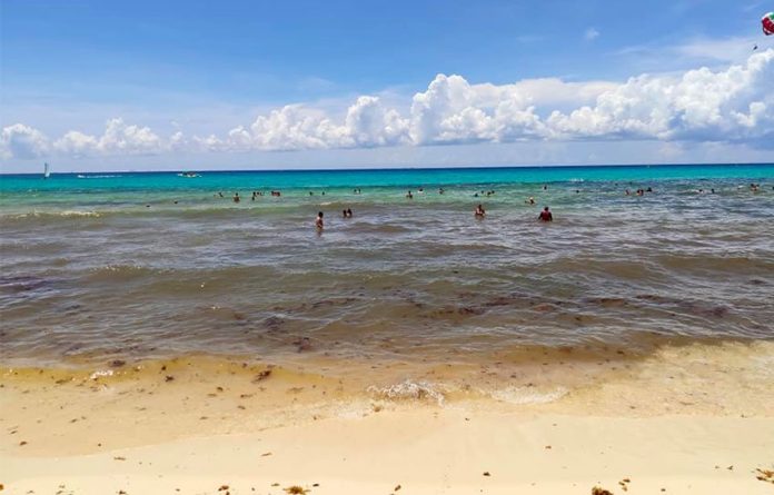 Swimmers find sargassum-free water about 30 meters out on a Playa del Carmen beach.
