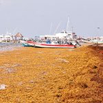 Much of the Quintana Roo coast is looking at abundant to excessive sargassum levels.