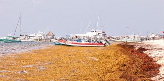 Much of the Quintana Roo coast is looking at abundant to excessive sargassum levels.