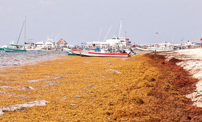Much of the Quintana Roo coast is looking at abundant to excessive sargassum levels.