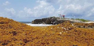 sargassum