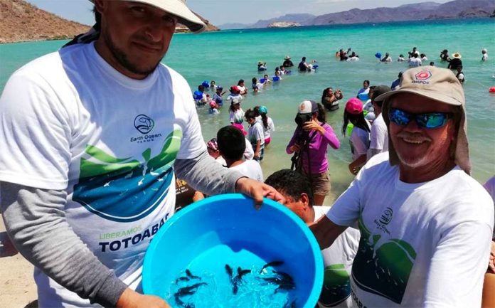 The weekend totoaba release in Baja California Sur.