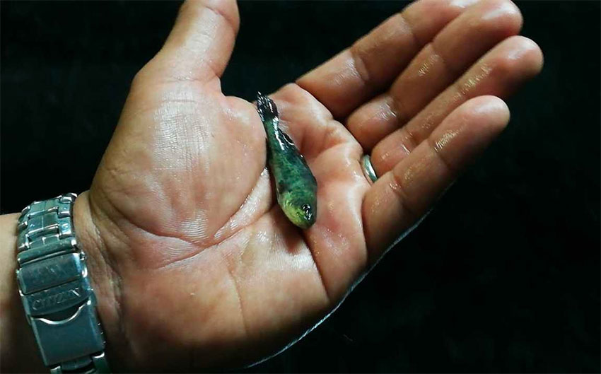 Young totoaba are raised in La Paz.