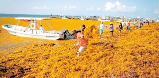 Turtles' nests could be baking beneath the sargassum.