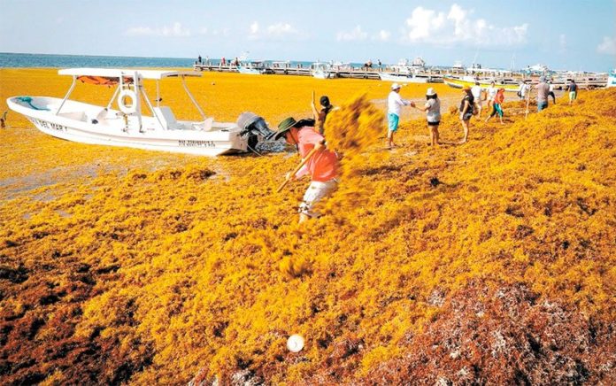 Turtles' nests could be baking beneath the sargassum.