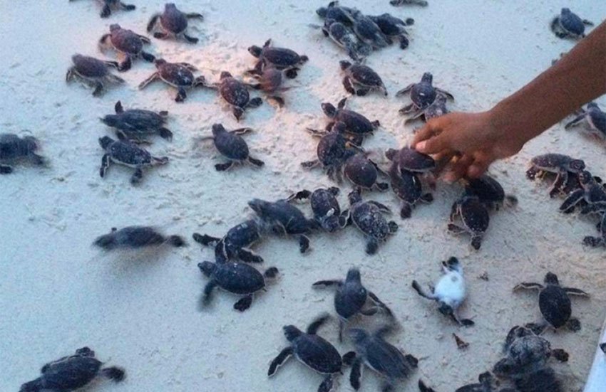 Sargassum barriers can be turtle barriers, too.