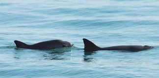 The vaquita is a seriously endangered species.